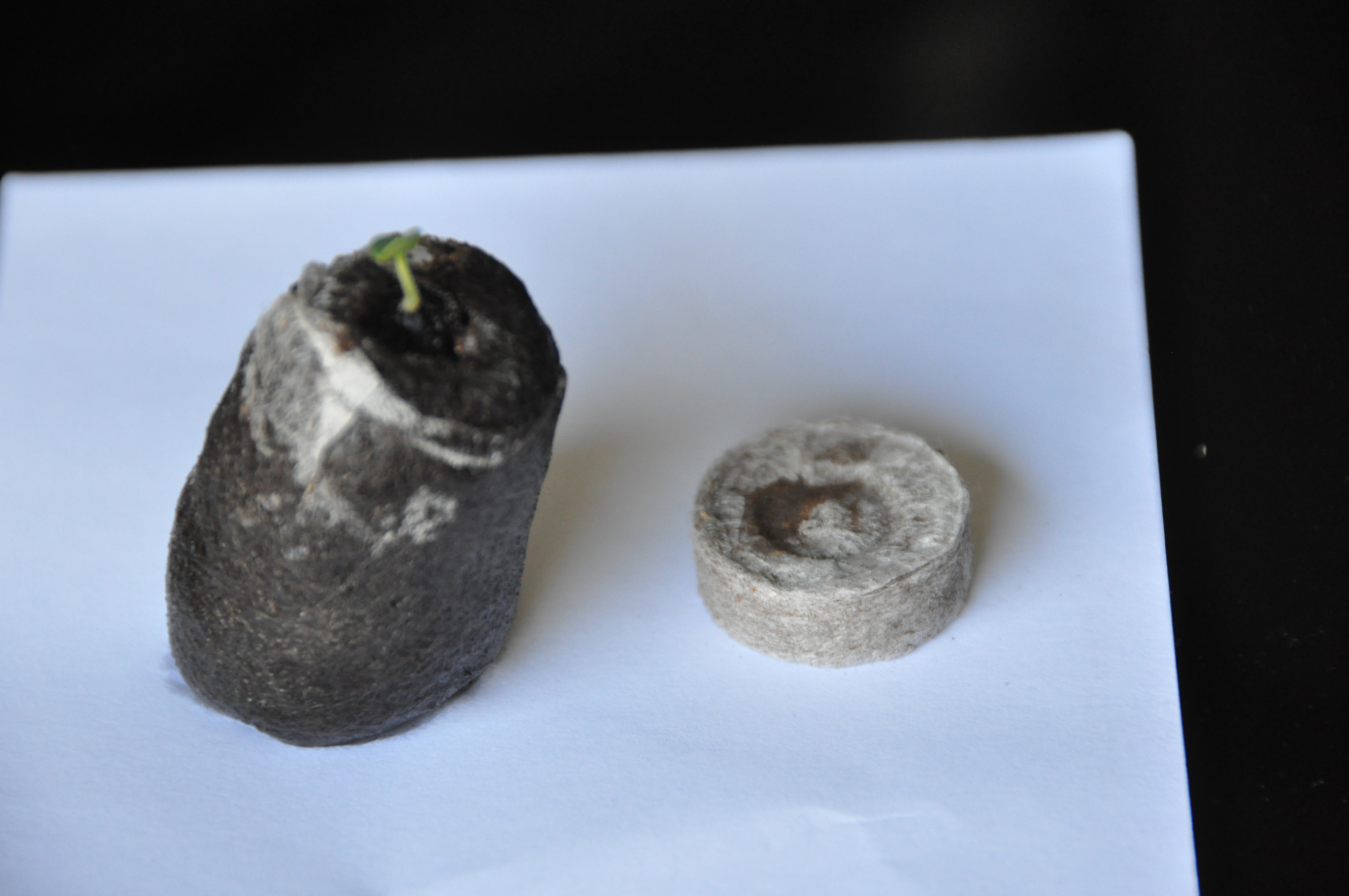 Turba prensada, con y sin agua.